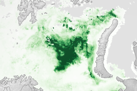 Ocean plant growth blooms in springtime as Arctic sea ice thins