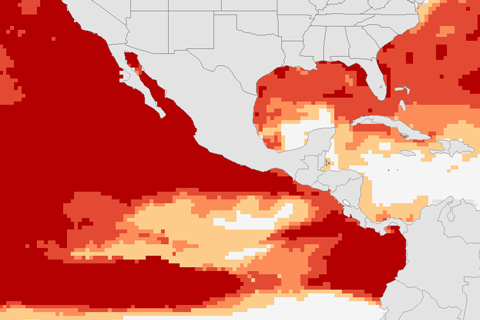 El Niño revs up coral bleaching threat in the Caribbean