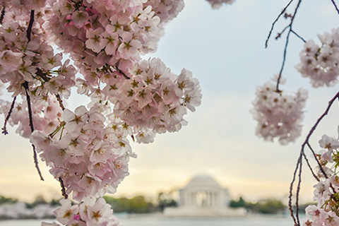 Warm winter could mean early bloom for DC’s cherry blossoms