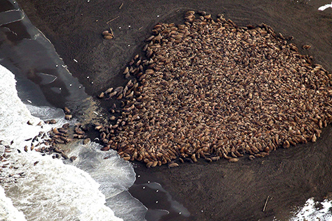 Climate impacts on walruses may be masked by influence of hunting pressure
