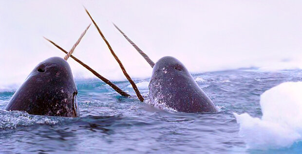 Breaching narwhals