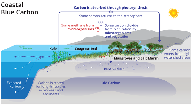 Diagram of a coastal shelf showing how coastal blue-carbon ecosystems store carbon