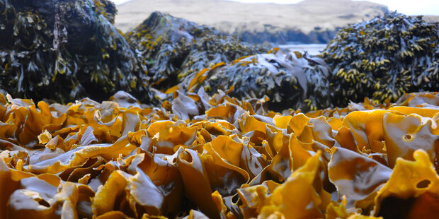 Ground-level view of yellow-brown kelp and rocks 