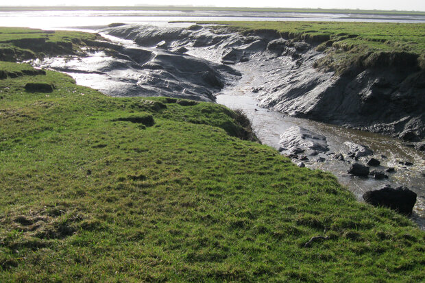 A natural channel through salt marsh shows short turf grass over top of a thick layer of mud 