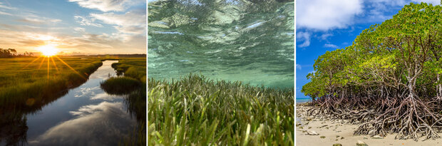 Trio of photos showing a salt marsh, an underwater sea grass meadow, and a beach-front Mangrove forest with the ocean in the background