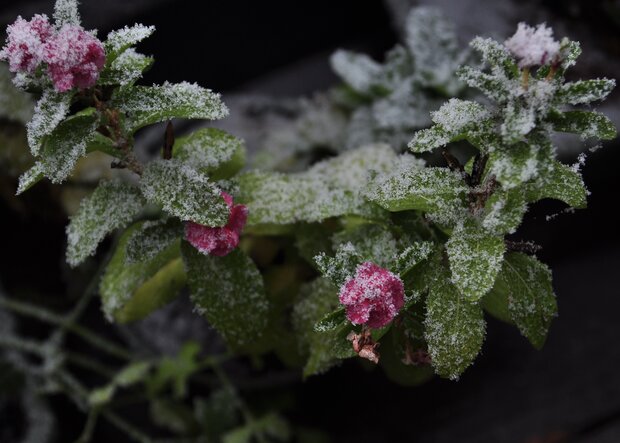 flowers dusted with snow
