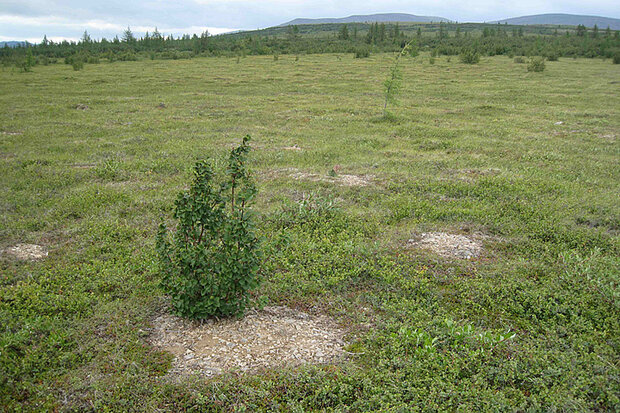 Siberian tundra with bare ground and shrubs