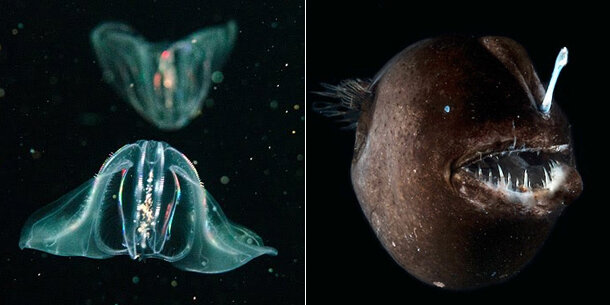 comb jellies and a deep sea anglerfish attracting prey