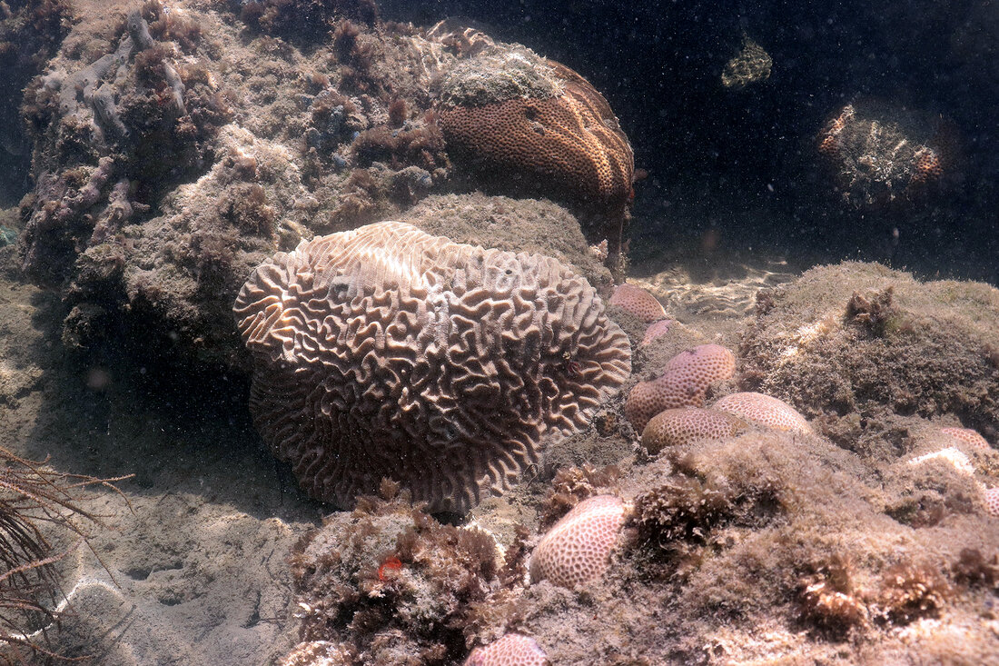 Paling and bleaching coral colonies in Florida