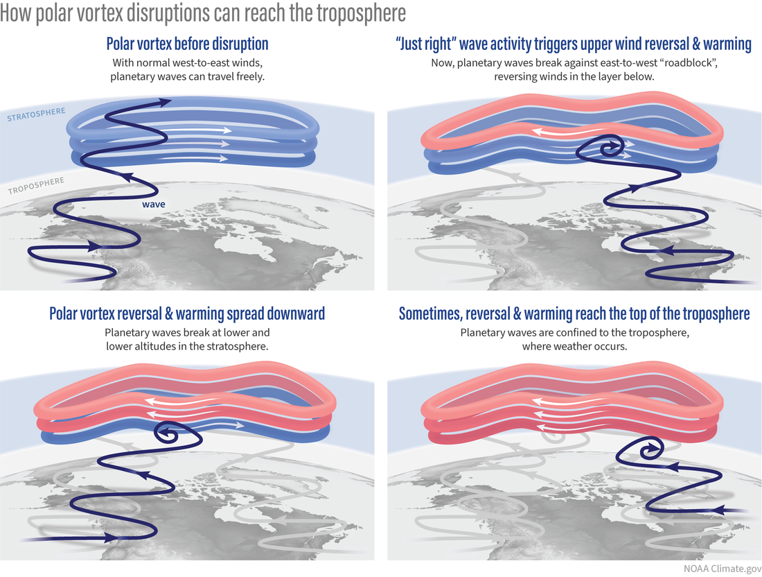 Schematic illustration of how a polar vortex disruption reaches the troposphere