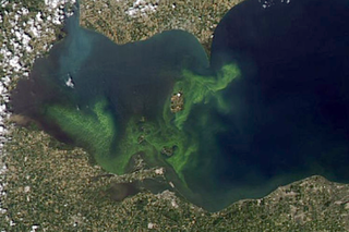 Map image for Stay out of the scum, warns NOAA’s latest bulletin on Lake Erie’s Harmful Algal Bloom