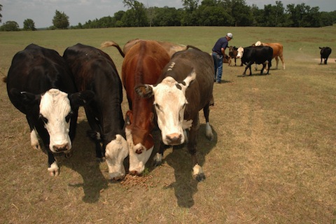 Southern Drought Tests Cattle Industry