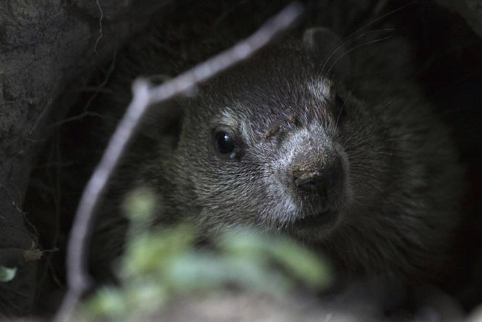 Keeping score: The groundhog vs. the temperature record, 2021