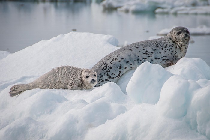 Condition of seals declined during rapid warming in Alaska 