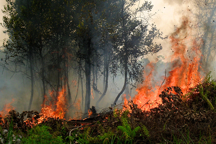 El Niño-driven fires affect the natural emission of an ozone depleting trace gas