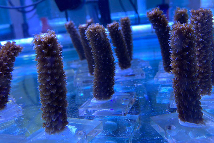 Building endurance to beat the heat: New study preps corals for warming waters