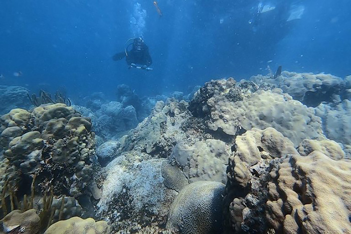 New study establishes monitoring framework for evaluating reef persistence under climate change and ocean acidification