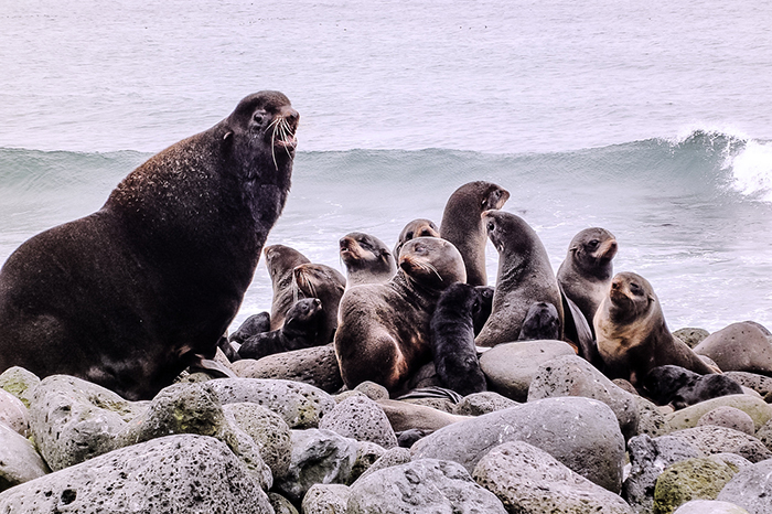 Cascade of extreme events transforming Bering Sea, challenging communities