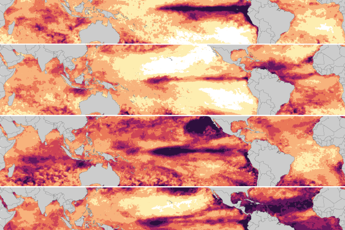 How does 2023-24 global coral bleaching compare to past events?