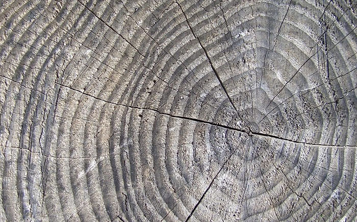 Half a century of insight: The International Tree-Ring Data Bank's vital role in climate research