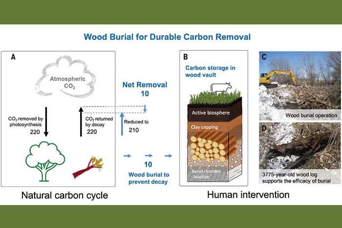 Exploring long-term carbon storage through tree burial in clay