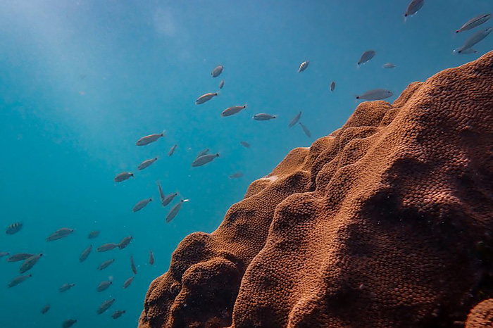 BEAMS of Cheeca: shedding light on the resilience of a Florida Keys inshore patch reef