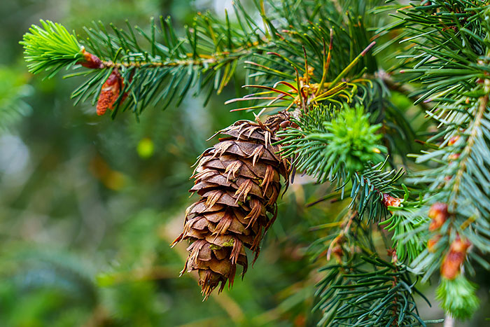 A Christmas tree's journey