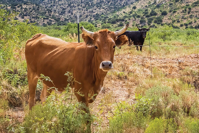 New report on drought and the Livestock Forage Disaster Program in Arizona