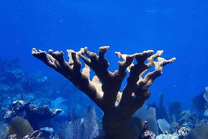 Coral restoration: Using 'omics to strategize and manage restoration efforts