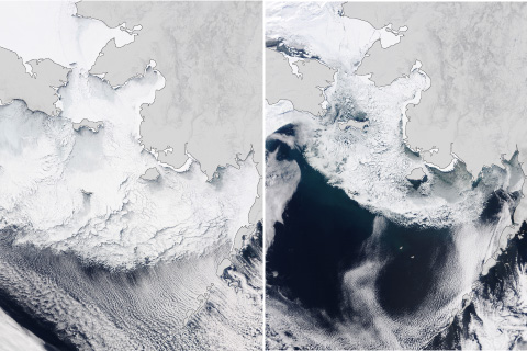 2017 Arctic Report Card: Warm summers challenge Bering Sea pollock