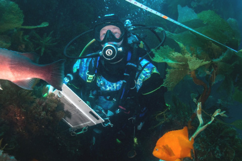 Monitoring kelp forests in California's Marine Protected areas