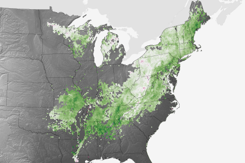 In response to warming, Eastern forests inhaling more carbon dioxide than they're exhaling
