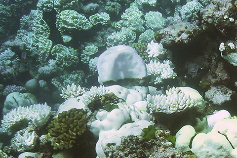 Unprecedented 3 years of global coral bleaching, 2014–2017