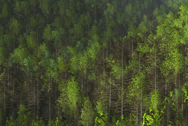 Hemlock Dieback in the Smoky Mountains