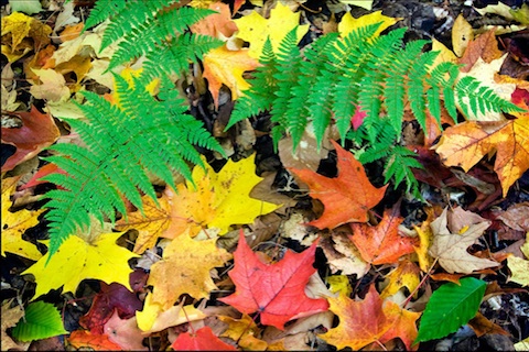 Warmer Climate May Repaint Fall Colors in Eastern U.S.