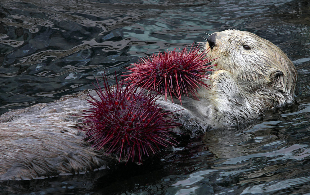 Caring For Sea Otters Offers Climate Bonus NOAA Climate gov