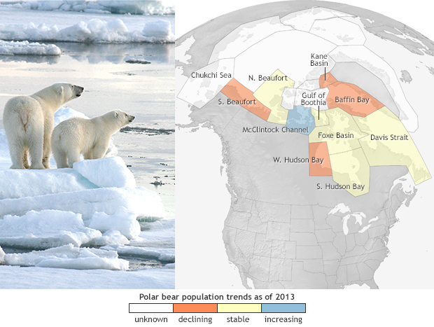 Polarbear Subpopulations 2013 620 