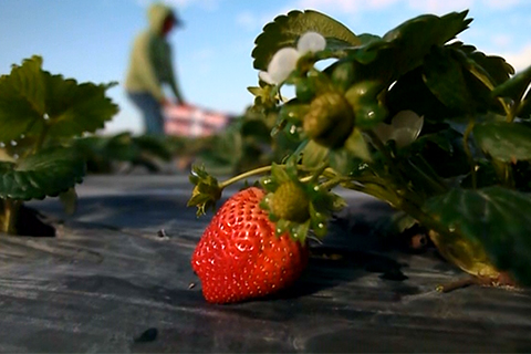Strawberry growers reap profits with less spray, more science