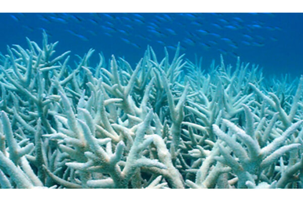 Coral Bleaching Alarm for 2010