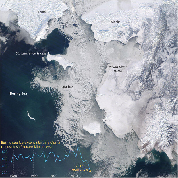 Ice-free Bering Sea
