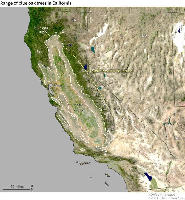 California blue oak range map