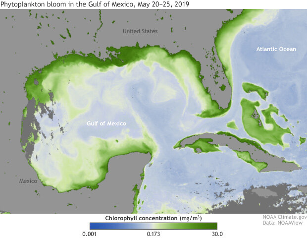 Satellite-based estimates of chlorophyll in the Gulf of Mexico