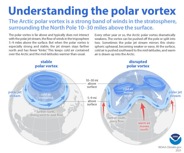 Infographic showing stratospheric polar vortex in a strong versys disrupted state