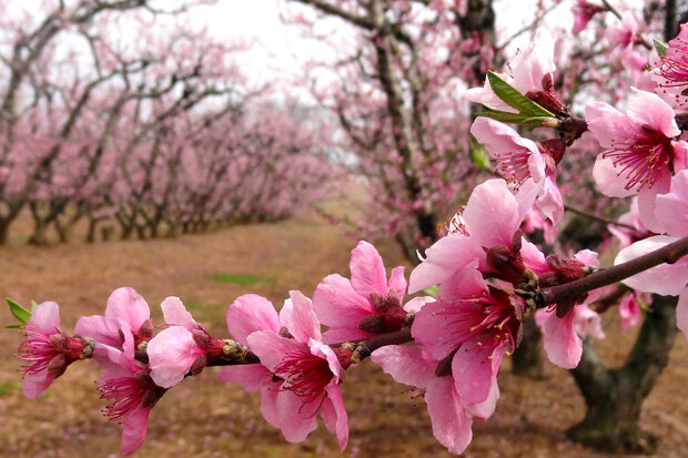Close up of peach blossoms