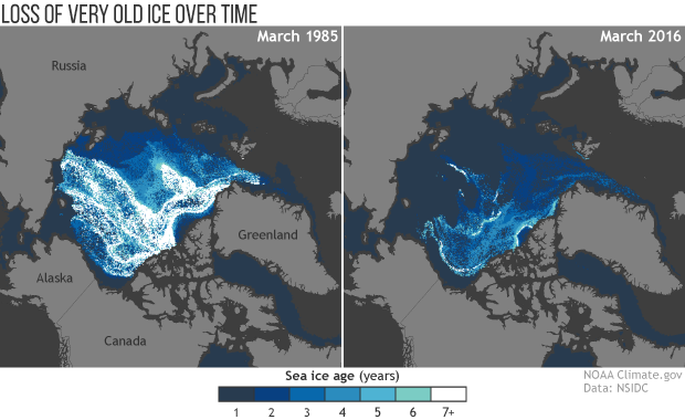 SIde by side maps of age of Arctic sea ice in 1985 versus 2016