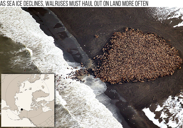 Aerial photo of thousands of walruses hauled out on a barrier island offshore of Alaska’s northern coast.