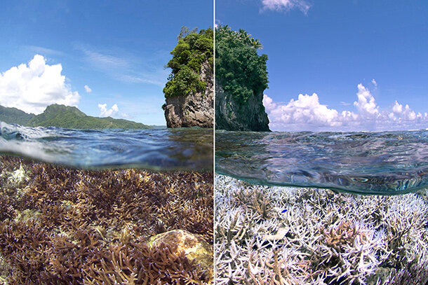 Before and after American Samoa coral