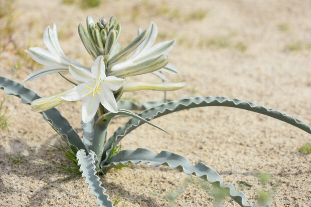 Photo showing a desert lily blooming in Anza Borrego Desert Park on March 4, 2014