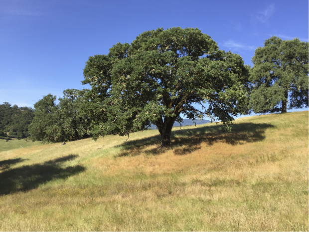 Blue oak tree