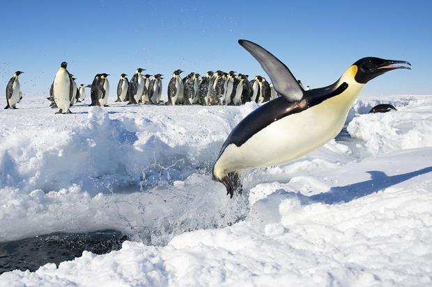 Leaping penguin
